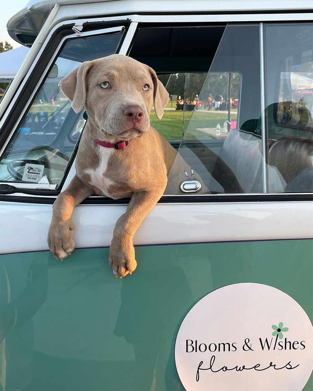 A puppy's front paws and body hanging out of the driver's window of Sallie the Flower Truck in Columbia, MO